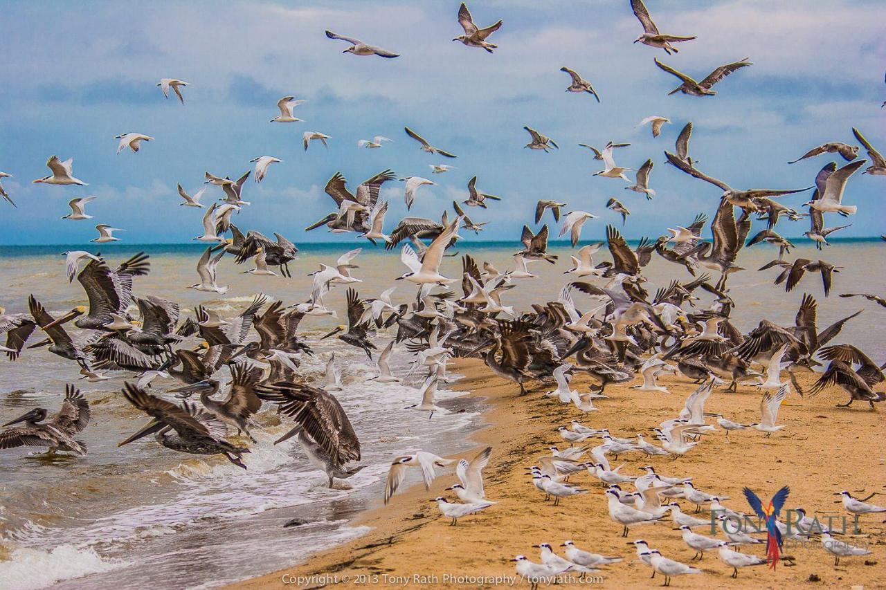 Pelican Beach Resort South Water Caye Dangriga Exteriör bild